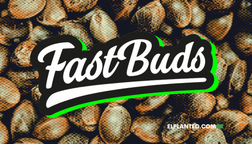 Esta Empresa Europea Vende 1 Millón de Semillas de Cannabis por Año en EEUU