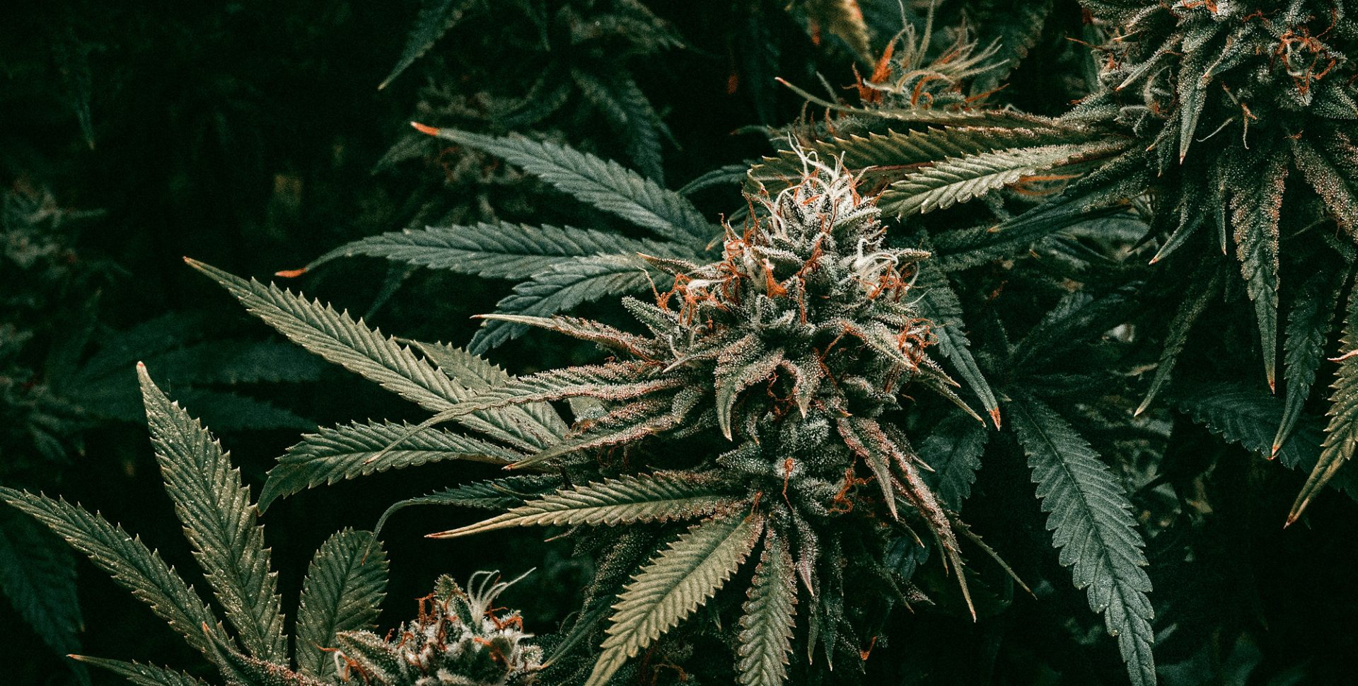 ¡Época de Cosecha! Cuándo Cosechar Marihuana y Cómo ¡Época de Cosecha! Cuándo Cosechar Marihuana y Cómo