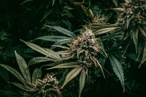 ¡Época de Cosecha! Cuándo Cosechar Marihuana y Cómo