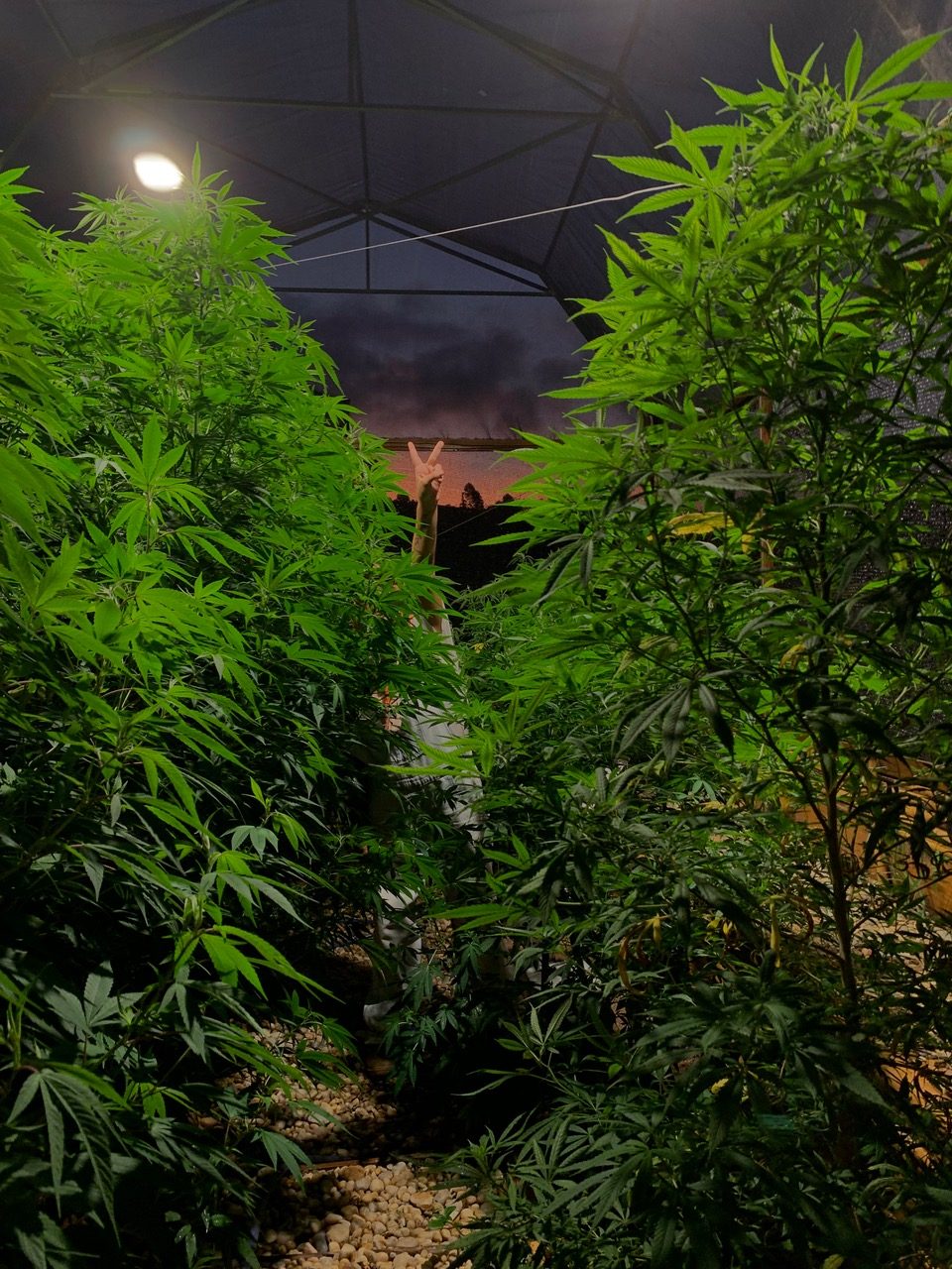 club cannabis brasil