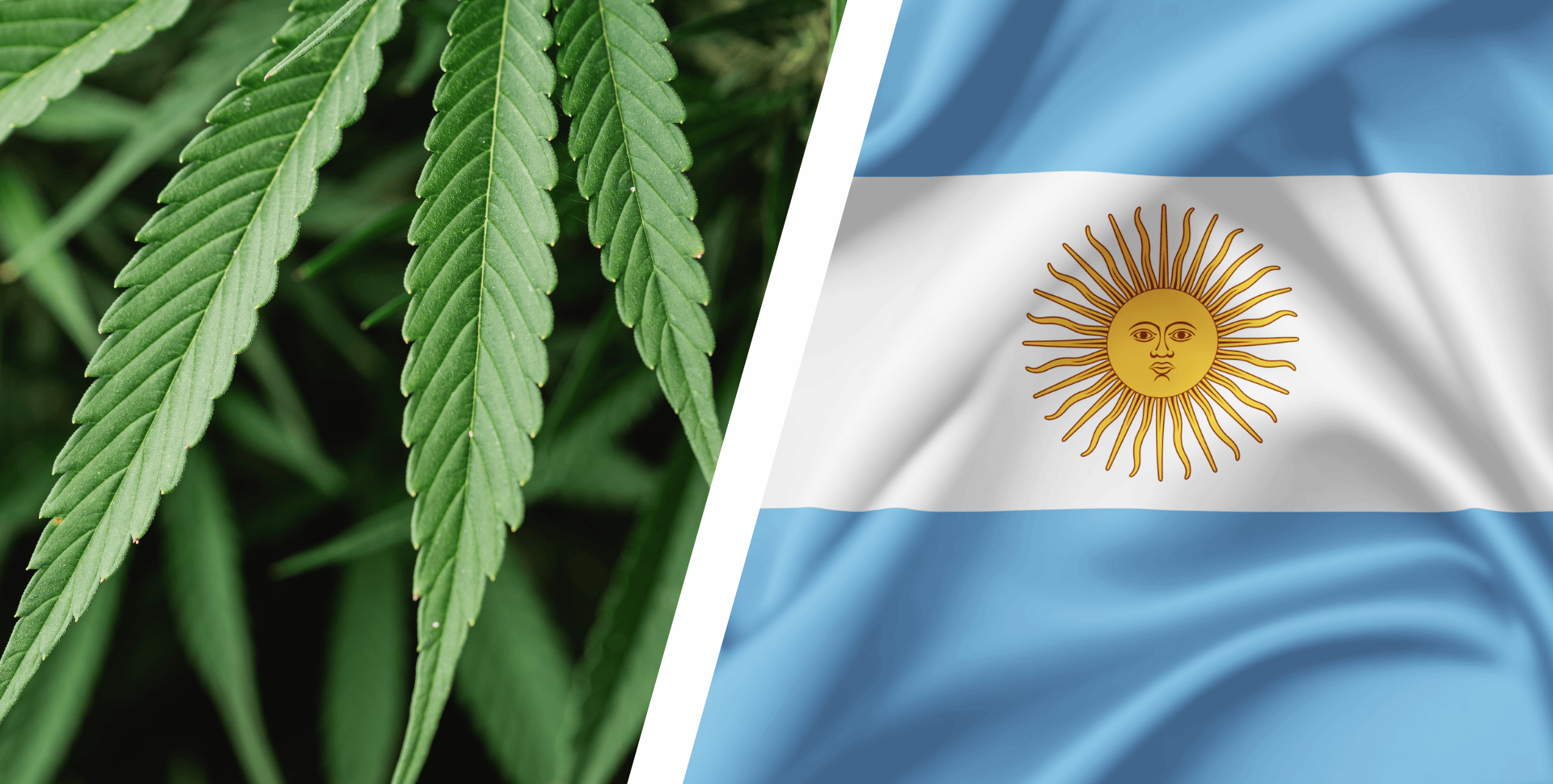 Argentina Agiliza Registro de Cáñamo: Basta con Solicitar Licencia, Sin Esperar Aprobación Argentina Agiliza Registro de Cáñamo: Basta con Solicitar Licencia, Sin Esperar Aprobación