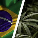 Brasil Aplaza Regulación del Cáñamo Industrial: Se Acerca la Fecha Límite y Crece la Incertidumbre