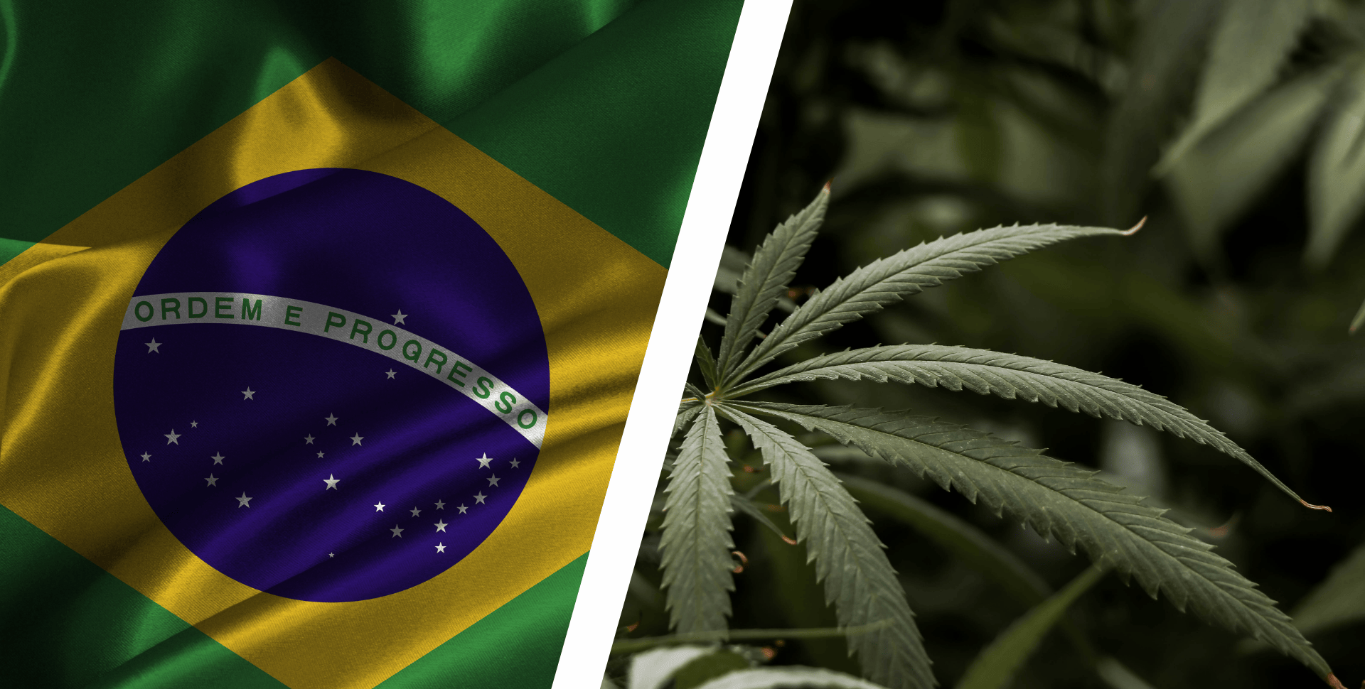 Brasil Aplaza Regulación del Cáñamo Industrial: Se Acerca la Fecha Límite y Crece la Incertidumbre