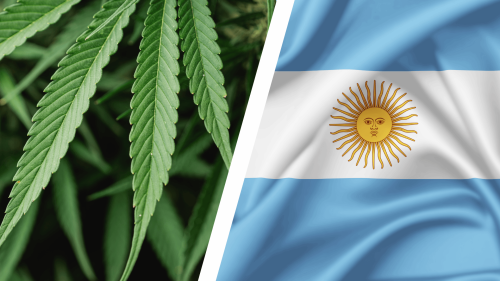 Argentina Agiliza Registro de Cáñamo: Basta con Solicitar Licencia, Sin Esperar Aprobación