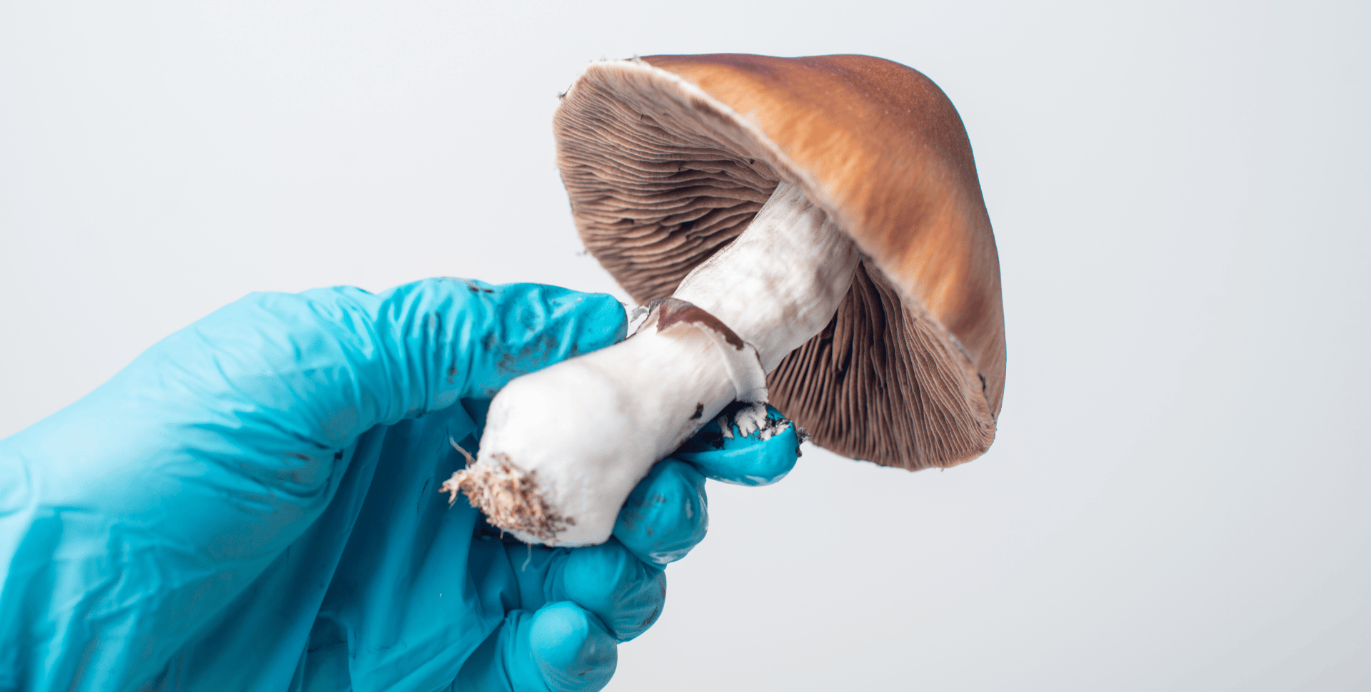 De Enemigo del Estado a Funcionario Público: Abogado que Demandó al Gobierno de EEUU Ahora Es Jefe de Políticas Psicodélicas De Enemigo del Estado a Funcionario Público: Abogado que Demandó al Gobierno de EEUU Ahora Es Jefe de Políticas Psicodélicas