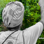 Cannabis, Derechos y Autocultivo: El Modelo Disruptivo del Clube Brasileiro de Fitoterapia Cannábica