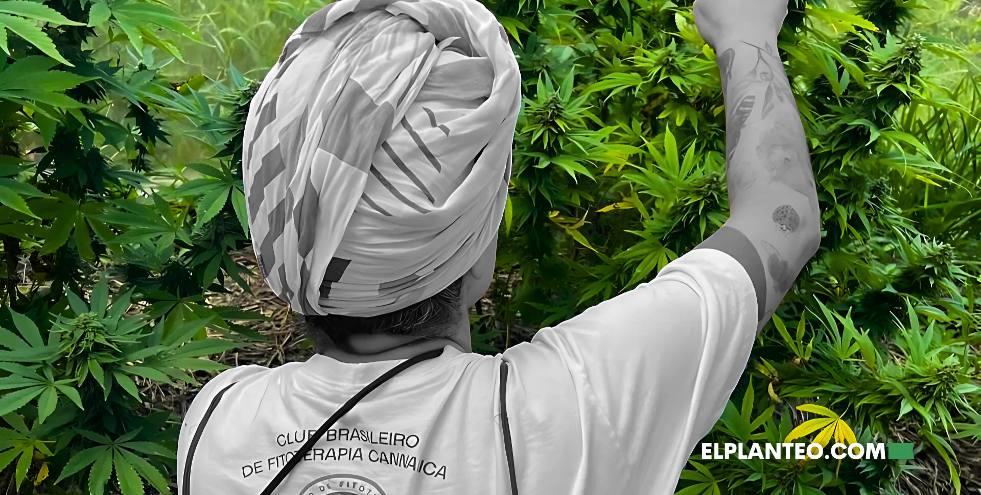 Cannabis, Derechos y Autocultivo: El Modelo Disruptivo del Clube Brasileiro de Fitoterapia Cannábica