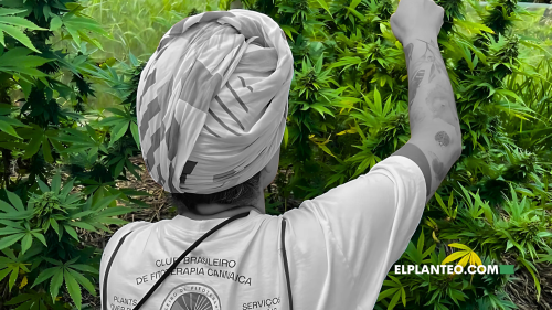 Cannabis, Derechos y Autocultivo: El Modelo Disruptivo del Clube Brasileiro de Fitoterapia Cannábica