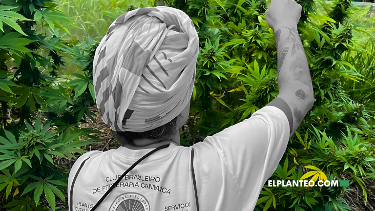 Cannabis, Derechos y Autocultivo: El Modelo Disruptivo del Clube Brasileiro de Fitoterapia Cannábica