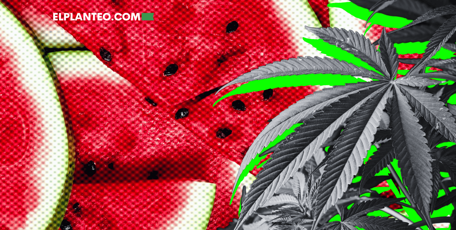 Cepas de Marihuana: Watermelon Cepas de Marihuana: Watermelon