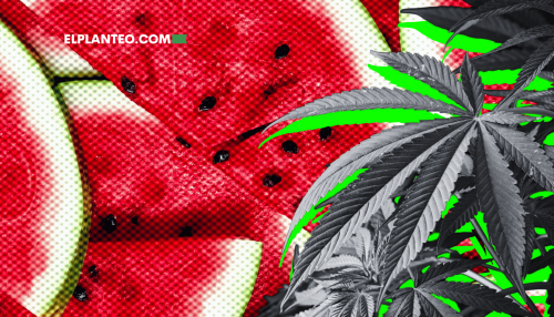 Cepas de Marihuana: Watermelon Cepas de Marihuana: Watermelon