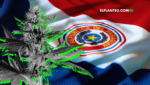 Paraguay Rechazó la Despenalización del Autocultivo de Cannabis: Enojos, Ironías y una Votación Apresurada Paraguay Rechazó la Despenalización del Autocultivo de Cannabis: Enojos, Ironías y una Votación Apresurada