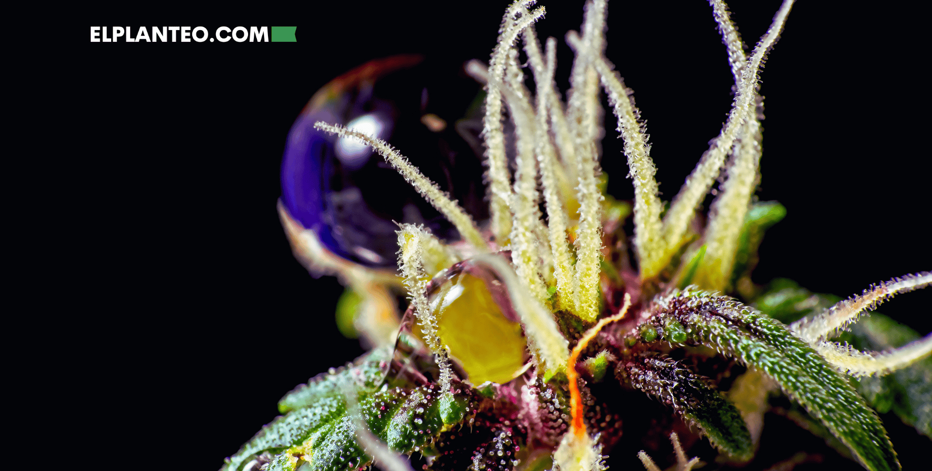 Descubren un Nuevo Cannabinoide: Conoce al Cannabielsoxa Descubren un Nuevo Cannabinoide: Conoce al Cannabielsoxa