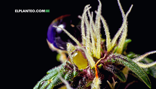 Descubren un Nuevo Cannabinoide: Conoce al Cannabielsoxa Descubren un Nuevo Cannabinoide: Conoce al Cannabielsoxa