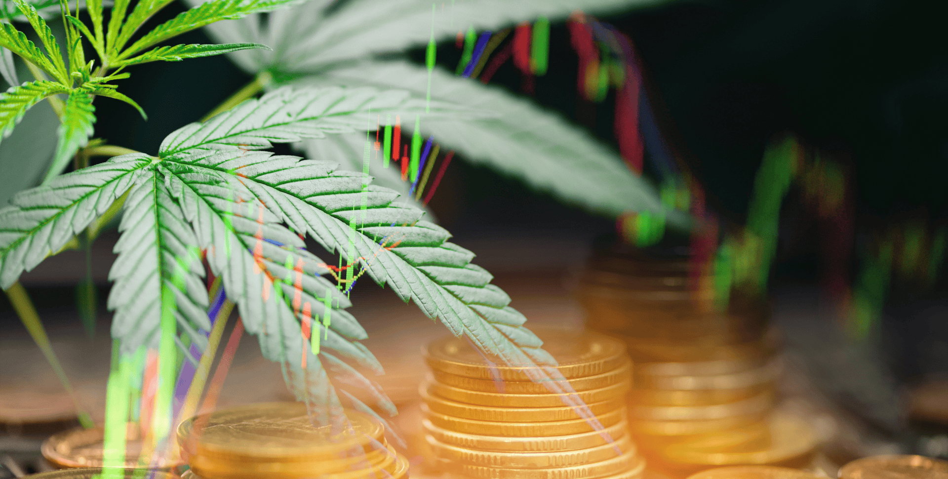 Esta Empresa de Cannabis Hizo lo que Ningún Otro Gigante del Sector Pudo en el Primer Trimestre: Crecer