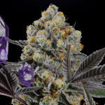 Semillas de Cannabis con Identidad Latinoamericana: Conoce SecretFile Seeds