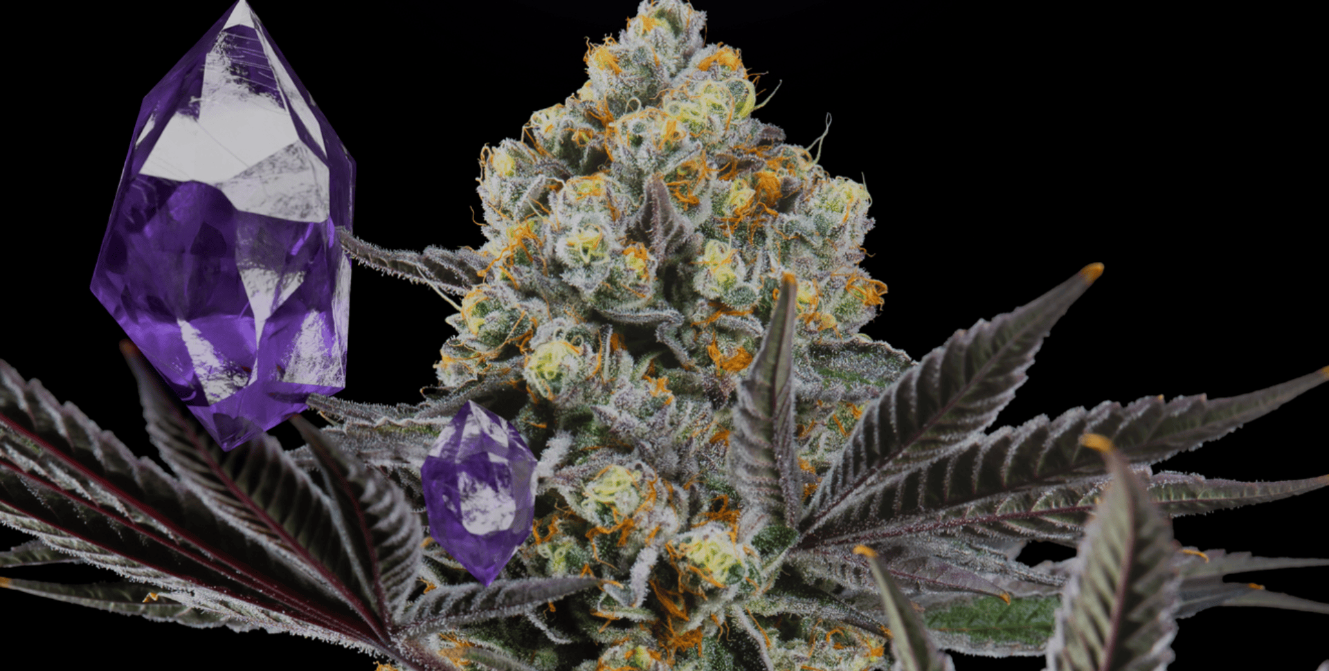 Semillas de Cannabis con Identidad Latinoamericana: Conoce SecretFile Seeds