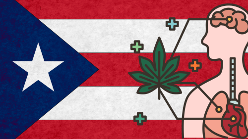 Estudio Expone la Brecha de Acceso al Cannabis Medicinal en Puerto Rico Estudio Expone la Brecha de Acceso al Cannabis Medicinal en Puerto Rico