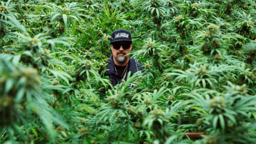 La Nueva Movida Cannábica de los Famosos: Por Qué B-Real, Tyson y Method Man Apuestan por las Semillas