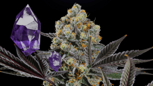 Semillas de Cannabis con Identidad Latinoamericana: Conoce SecretFile Seeds Semillas de Cannabis con Identidad Latinoamericana: Conoce SecretFile Seeds