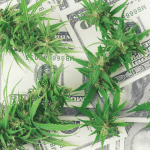 El Éxito del Cannabis Legal en EEUU: USD 24.700 Millones en Impuestos y Menos Consumo Adolescente