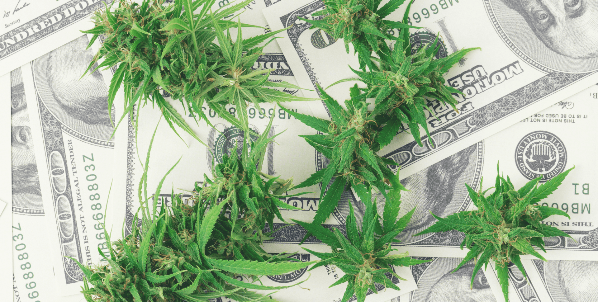 El Éxito del Cannabis Legal en EEUU: USD 24.700 Millones en Impuestos y Menos Consumo Adolescente