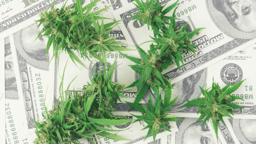 El Éxito del Cannabis Legal en EEUU: USD 24.700 Millones en Impuestos y Menos Consumo Adolescente