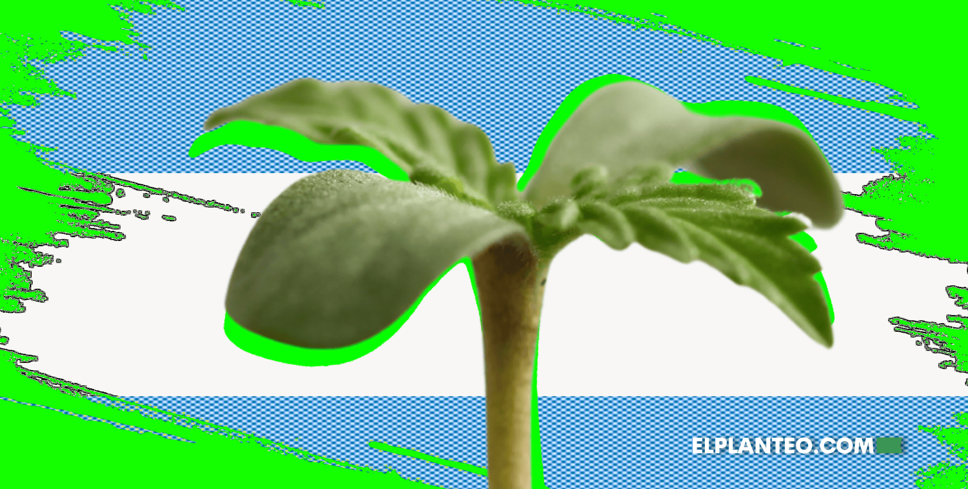 INASE, ARICCAME y el Caos Cannábico: ¿Qué Pasa Cuando el Estado te Empuja a la Ilegalidad?