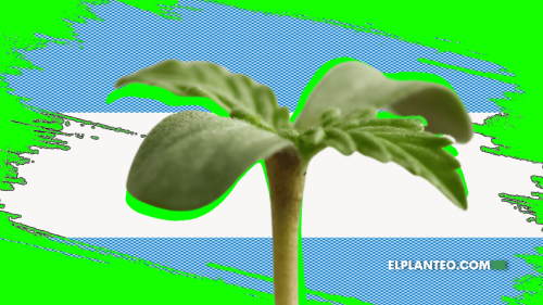 INASE, ARICCAME y el Caos Cannábico: ¿Qué Pasa Cuando el Estado te Empuja a la Ilegalidad? INASE, ARICCAME y el Caos Cannábico: ¿Qué Pasa Cuando el Estado te Empuja a la Ilegalidad?