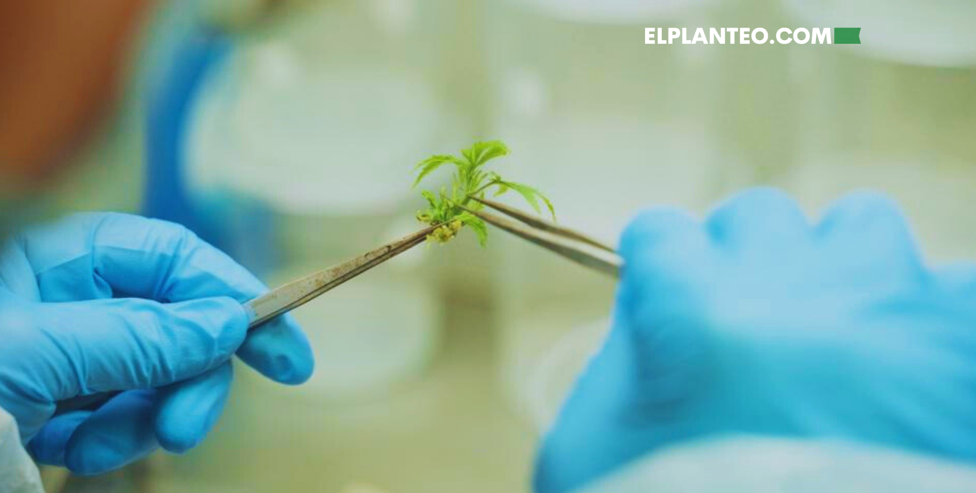 La ‘Marihuana Mutante’ Está Cambiando la Forma de Cultivar (Pero No Es lo que Crees) La ‘Marihuana Mutante’ Está Cambiando la Forma de Cultivar (Pero No Es lo que Crees)