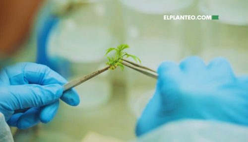 La ‘Marihuana Mutante’ Está Cambiando la Forma de Cultivar (Pero No Es lo que Crees) La ‘Marihuana Mutante’ Está Cambiando la Forma de Cultivar (Pero No Es lo que Crees)