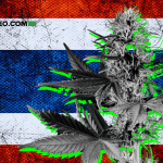 Tailanda Restringe el Cannabis de Uso Adulto y Empuja a la Industria al Abismo