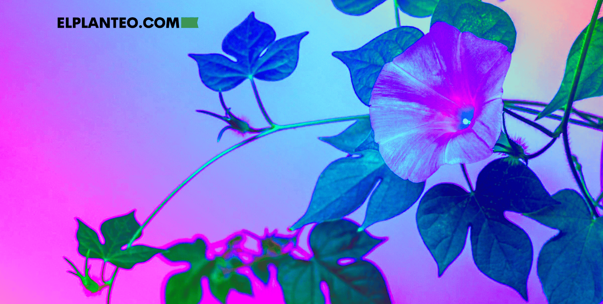 Insólito: Una Estudiante Descubrió Nueva Especie de Hongo Relacionada con el Origen del LSD