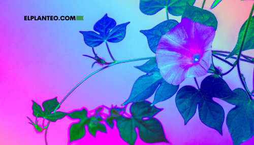 Insólito: Una Estudiante Descubrió Nueva Especie de Hongo Relacionada con el Origen del LSD