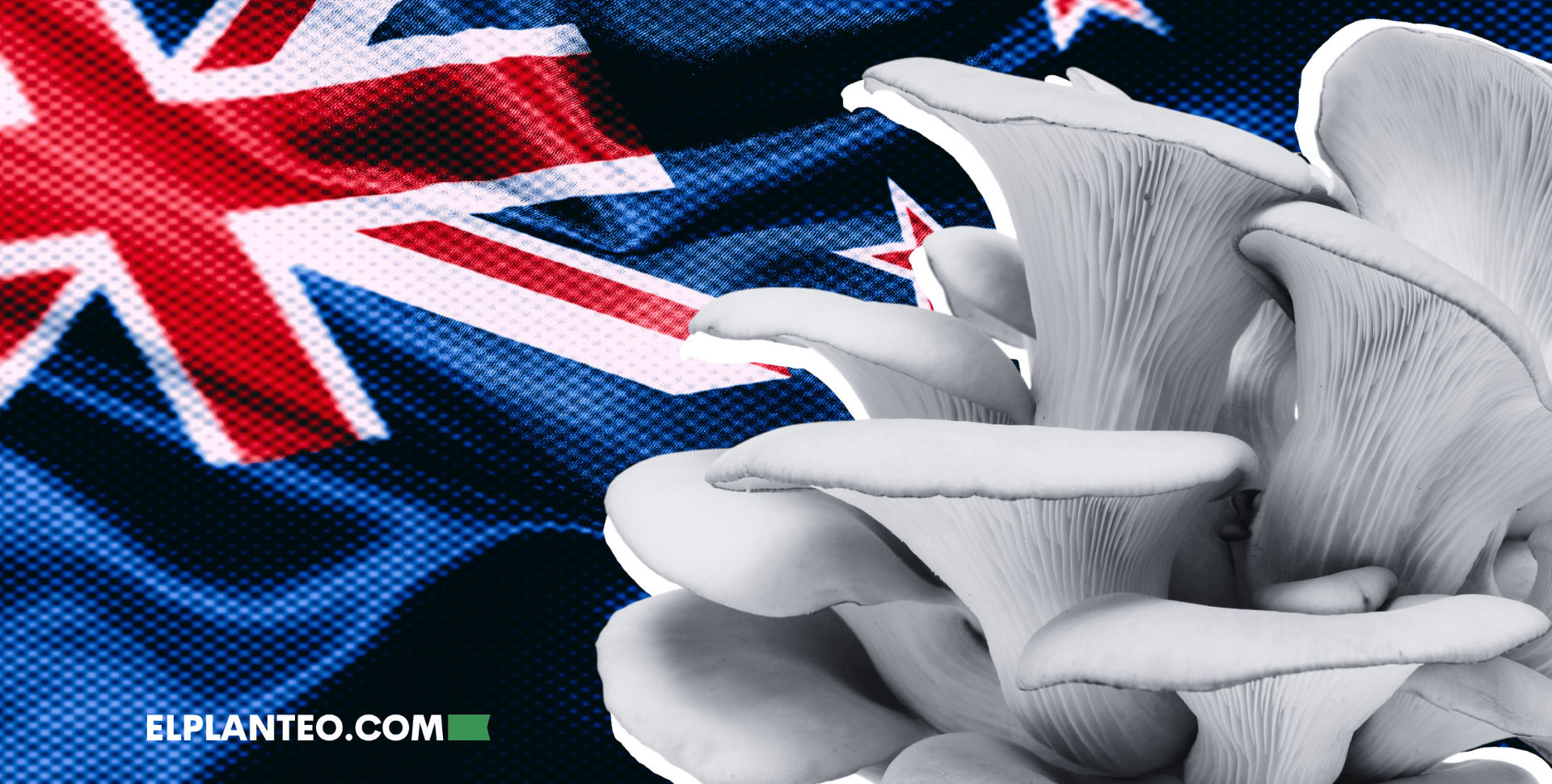 Nueva Zelanda a la Vanguardia: Permitirán Usar Psilocibina contra la Depresión