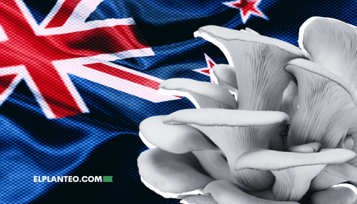 Nueva Zelanda a la Vanguardia: Permitirán Usar Psilocibina contra la Depresión