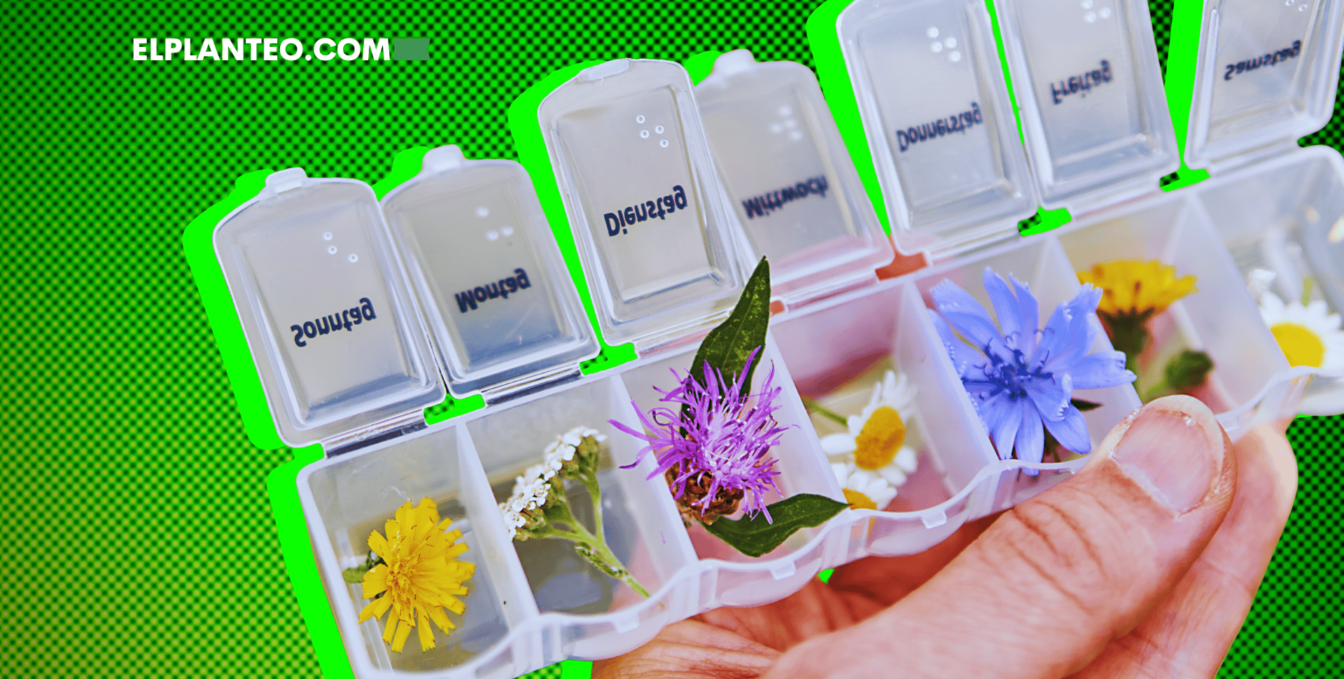 Hierbas y Plantas Curativas que se Pueden Fumar (Aparte del Cannabis) Hierbas y Plantas Curativas que se Pueden Fumar (Aparte del Cannabis)