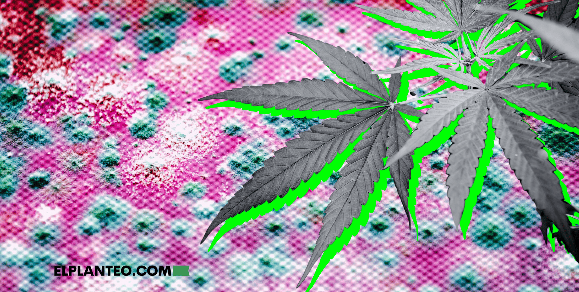 Cannabis Contra los Hongos: Descubren Gran Potencial Antifúngico de CBD y CBDV