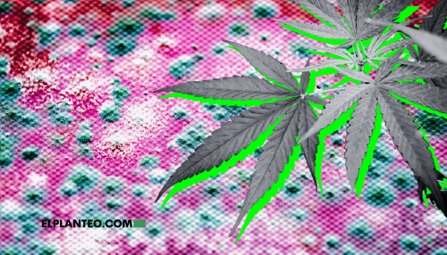 Cannabis Contra los Hongos: Descubren Gran Potencial Antifúngico de CBD y CBDV