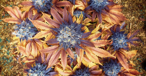 Todo Sobre la World Green Photo Cup: Cómo Participar en Esta Competencia Global de Foto Cannábica