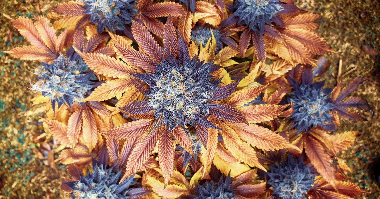 Todo Sobre la World Green Photo Cup: Cómo Participar en Esta Competencia Global de Foto Cannábica