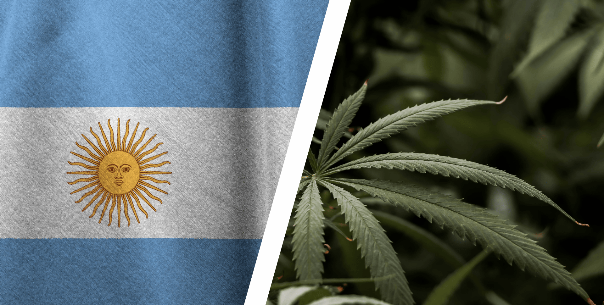 EXCLUSIVA – Filtraron un Decreto Que Reconfiguraría el Cannabis y el Cáñamo: ¿El Gobierno Argentino Disolverá ARICCAME? EXCLUSIVA – Filtraron un Decreto Que Reconfiguraría el Cannabis y el Cáñamo: ¿El Gobierno Argentino Disolverá ARICCAME?