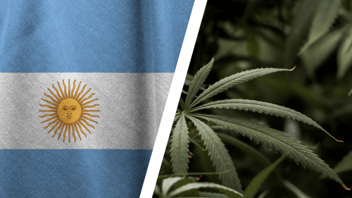 EXCLUSIVA – Filtraron un Decreto Que Reconfiguraría el Cannabis y el Cáñamo: ¿El Gobierno Argentino Disolverá ARICCAME?
