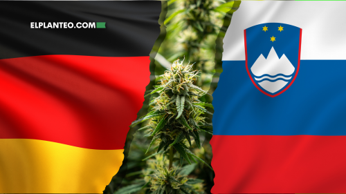 Europa Dividida: Eslovenia Legaliza el Cannabis Medicinal, Alemania da Marcha Atrás Europa Dividida: Eslovenia Legaliza el Cannabis Medicinal, Alemania da Marcha Atrás