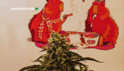 Rosin, Feminismo y Triunfo: El Joint Club Hace Historia en la Copa del Plata 2025