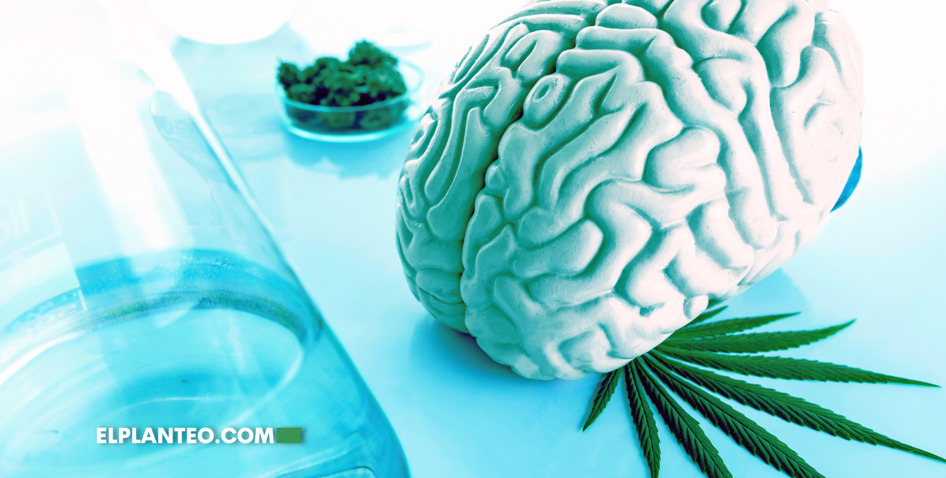 Estudio Cognitivo de Cannabis: Adultos Mayores, Cerebros Más Jóvenes