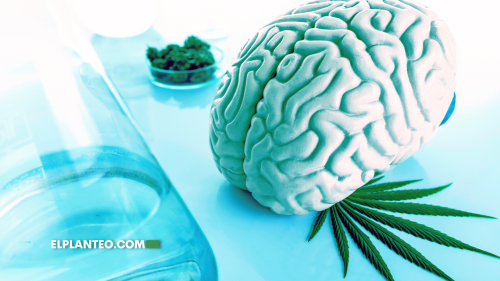 Estudio Cognitivo de Cannabis: Adultos Mayores, Cerebros Más Jóvenes