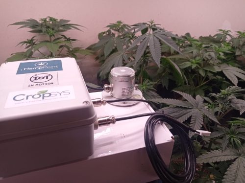 Innovación Cannábica Argentina: Conoce CropSys, la Startup que Digitaliza el Cultivo Innovación Cannábica Argentina: Conoce CropSys, la Startup que Digitaliza el Cultivo
