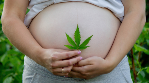 ‘La Marihuana Causa Infertilidad, Aborto Espontáneo y Defectos Genéticos’: Las Pruebas lo Desmienten ‘La Marihuana Causa Infertilidad, Aborto Espontáneo y Defectos Genéticos’: Las Pruebas lo Desmienten
