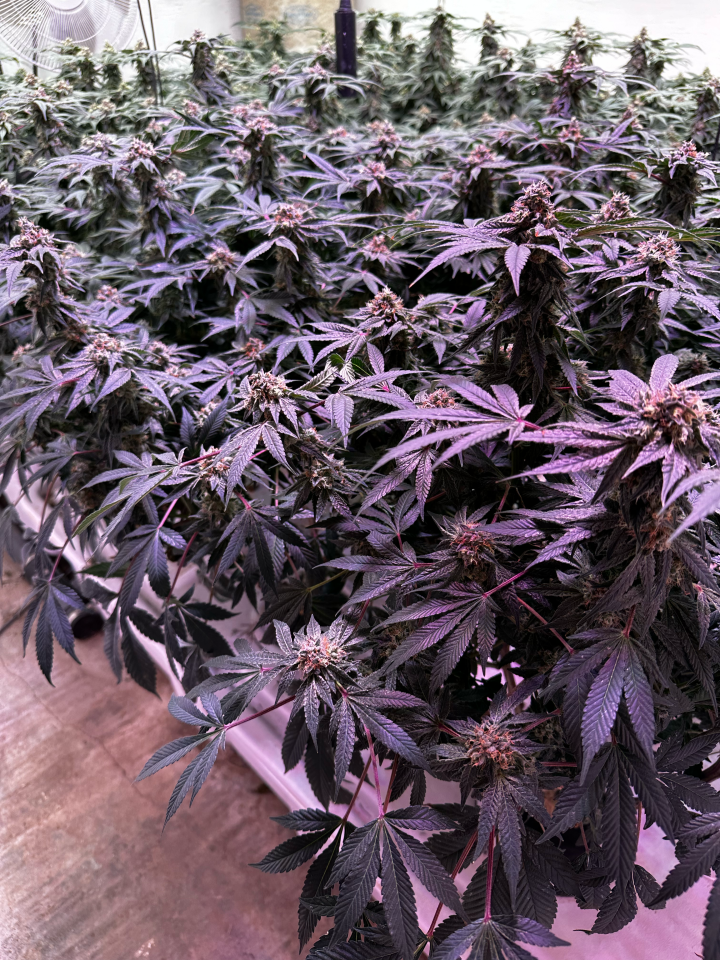 cultivar marihuana costos
